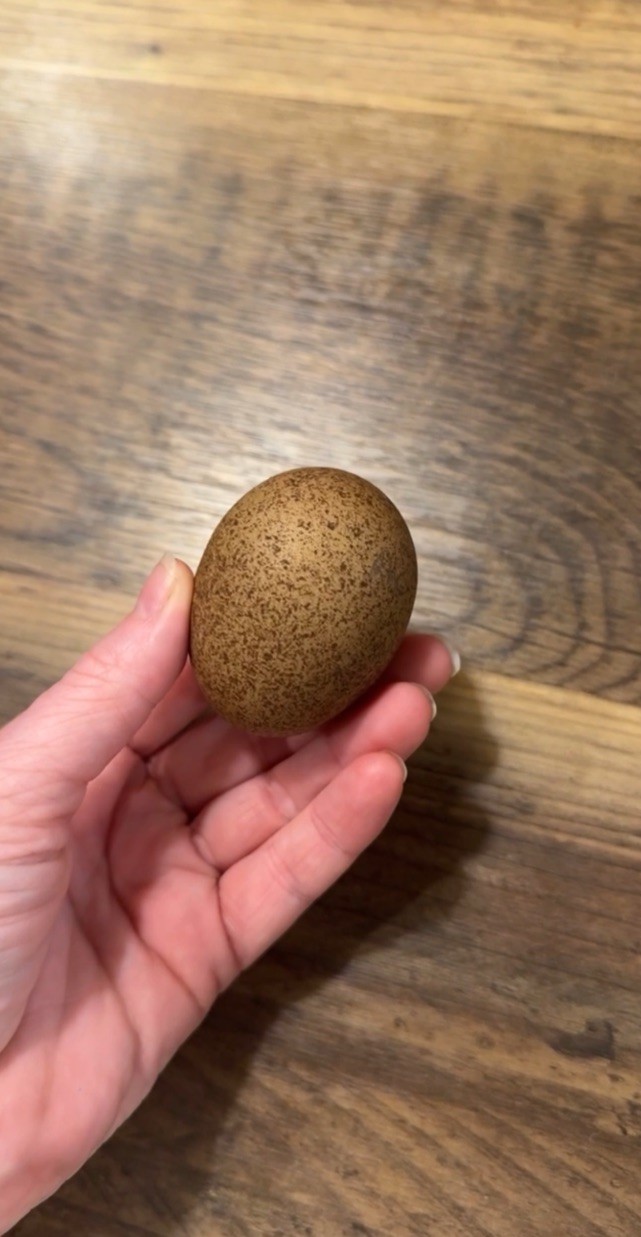 12+ Multigeneration Olive Egger Hatching Eggs Heavy Blooms/Speckles F1, BC1, BC2