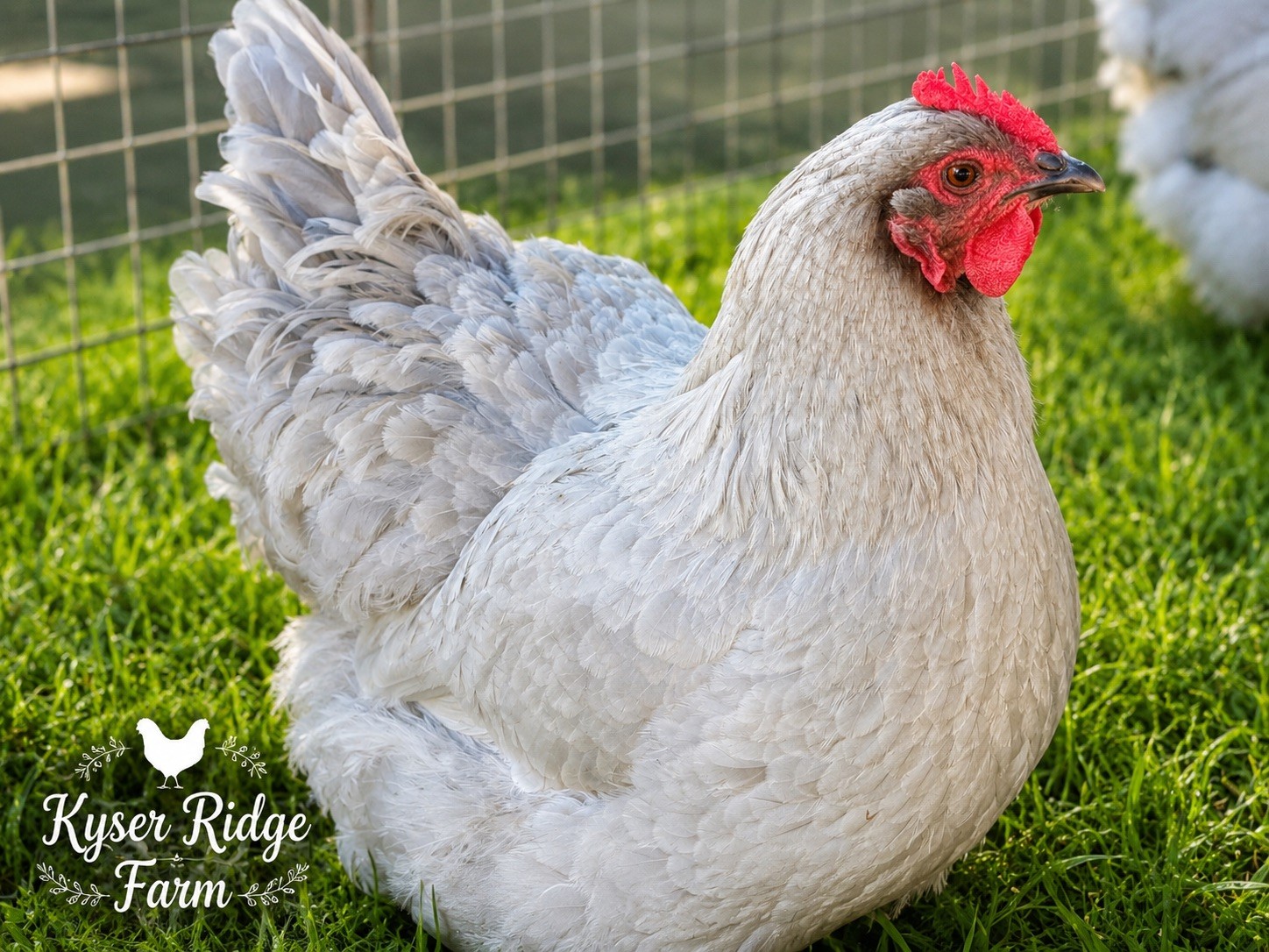 6 English Lavender/Calico Orpington Hatching Eggs