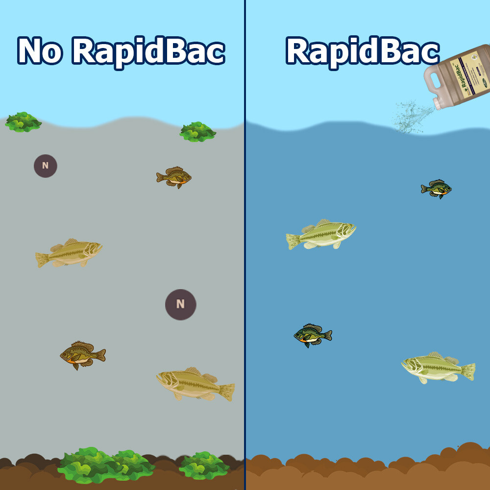 RapidBac Pond Bacteria 1 gal