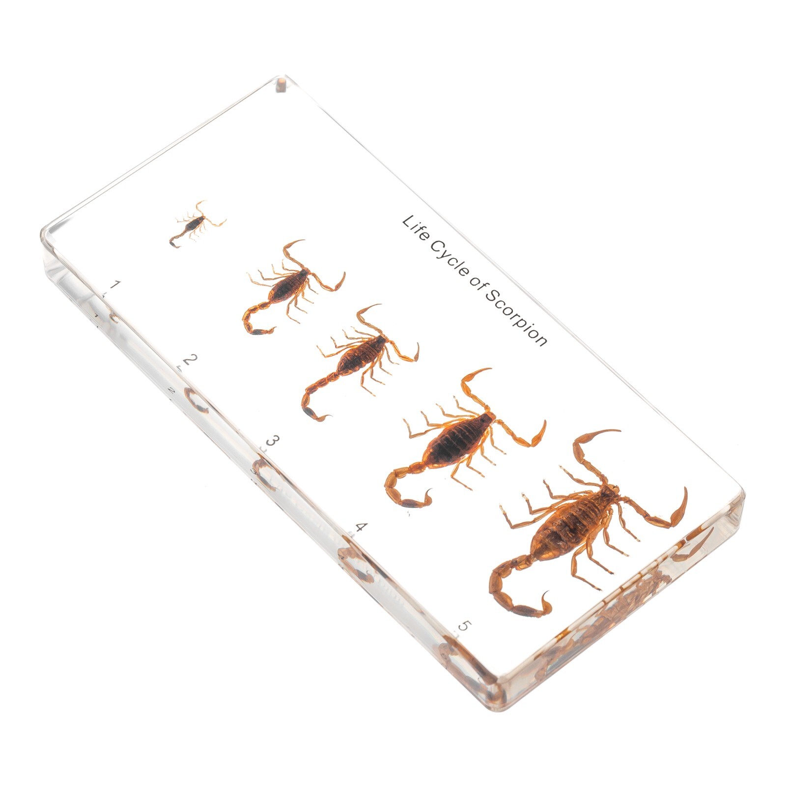 Scorpion Lifecycle Insect Specimen Resin Collection Education Transparent