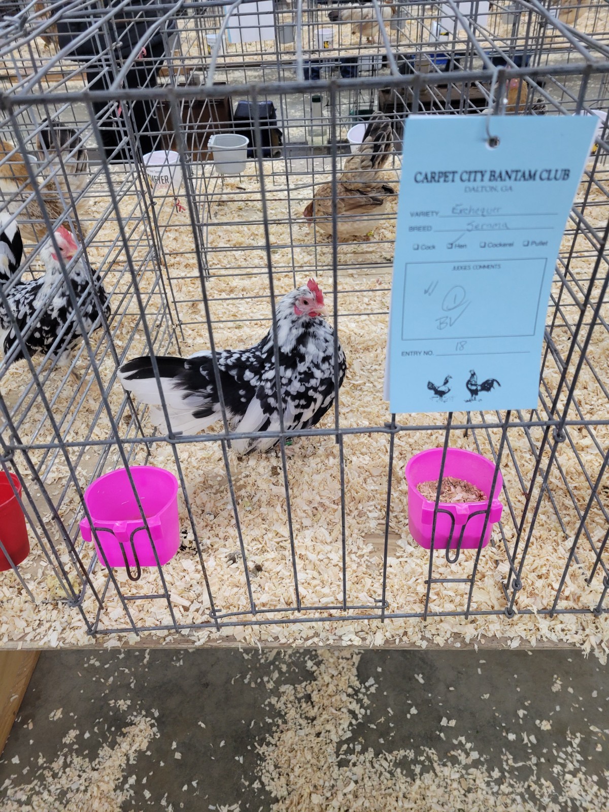12+ Exchaquer Serama Hatching Eggs