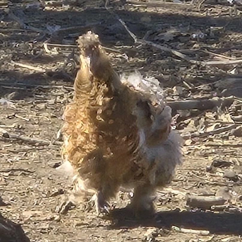 Fertile Assorted Pure Breed  Hatching Eggs