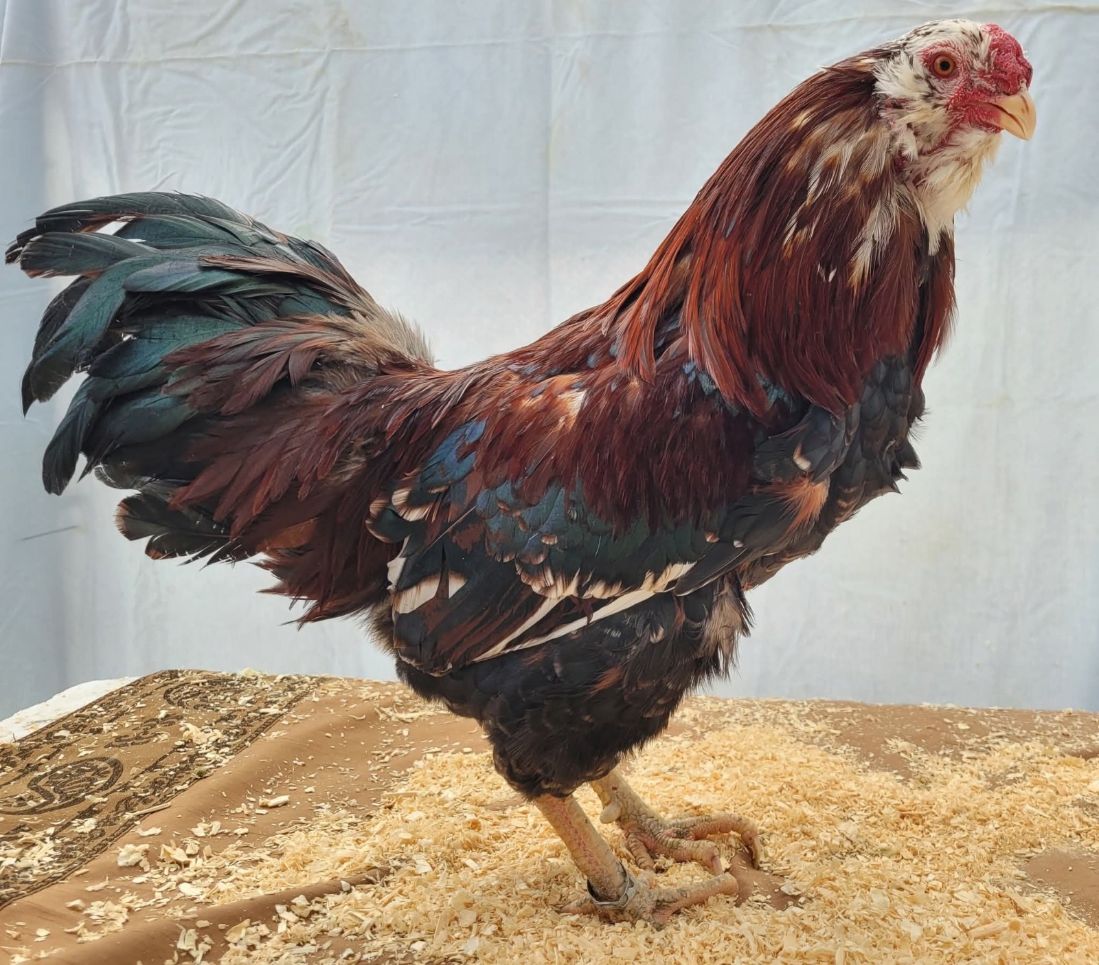 6 Russian Orloff Htching Eggs Npip