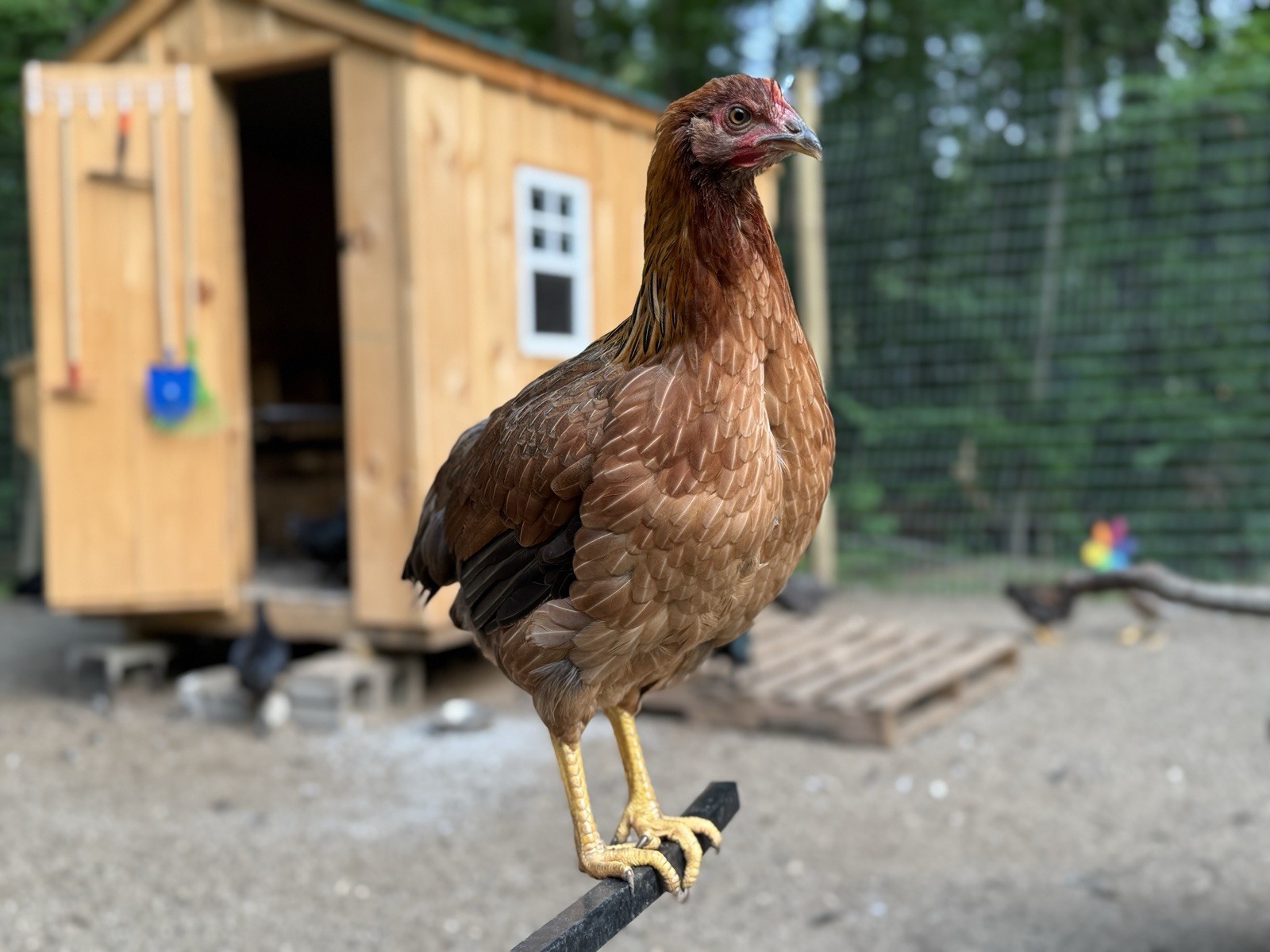Welsummer Hatching Eggs 6+ Speckled Eggs, Purebred