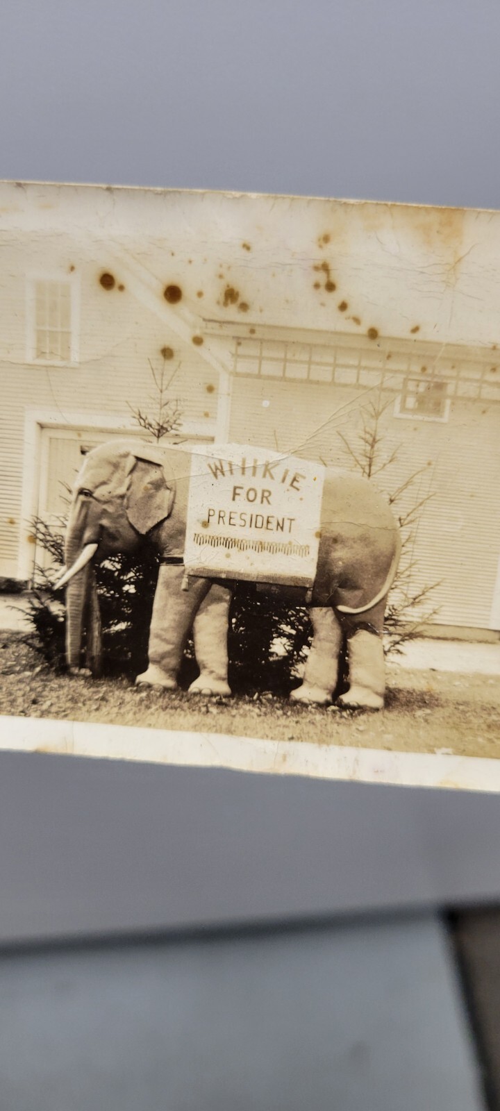 Vintage Willkie For President 1940 Political Elephant Photo Advertising Picture