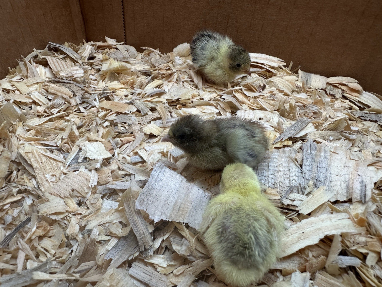 12+ Button Quail Hatching Eggs -Assorted Colors