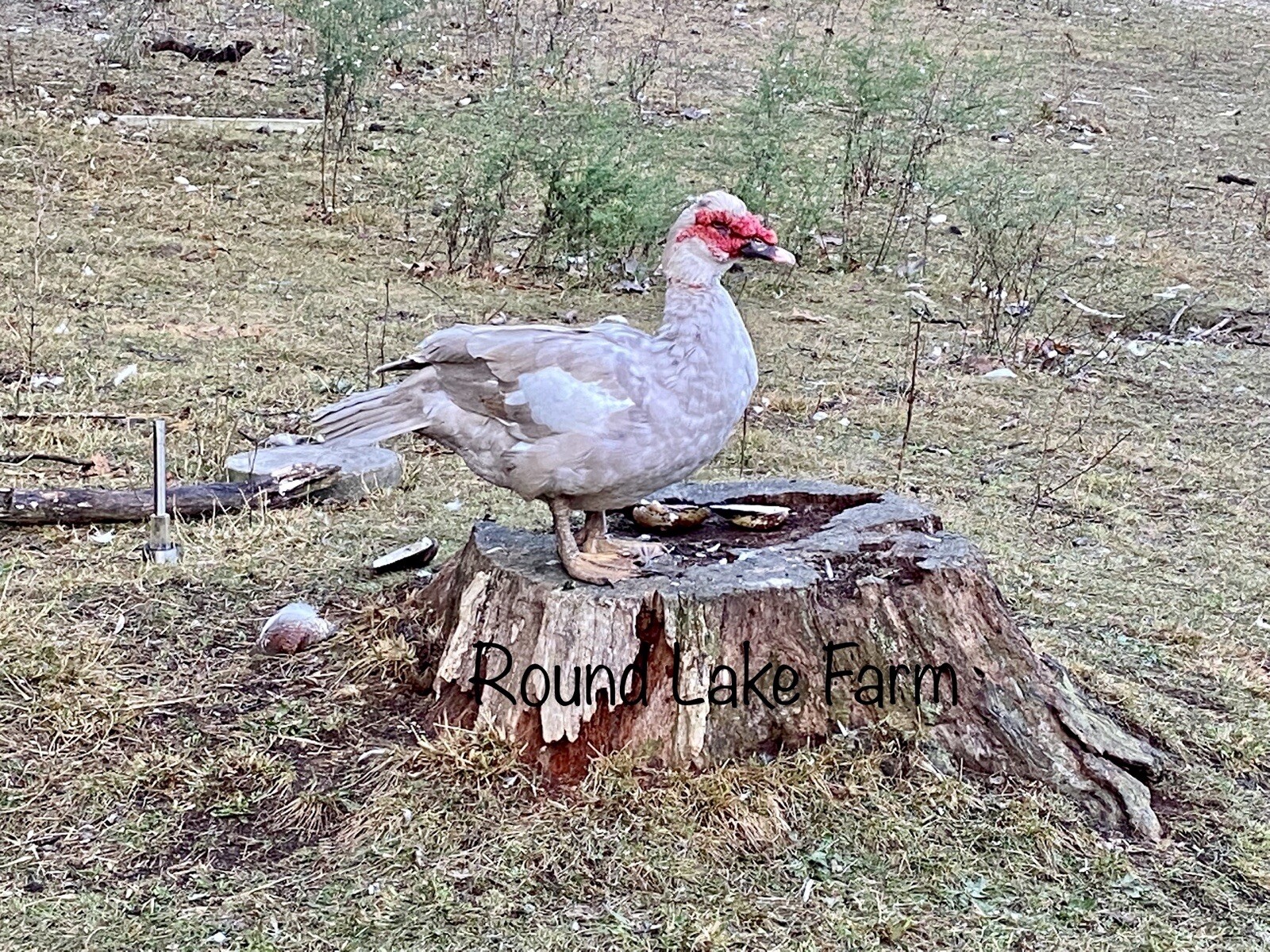 3+ Fertile Duck Hatching Eggs Barnyard Mix