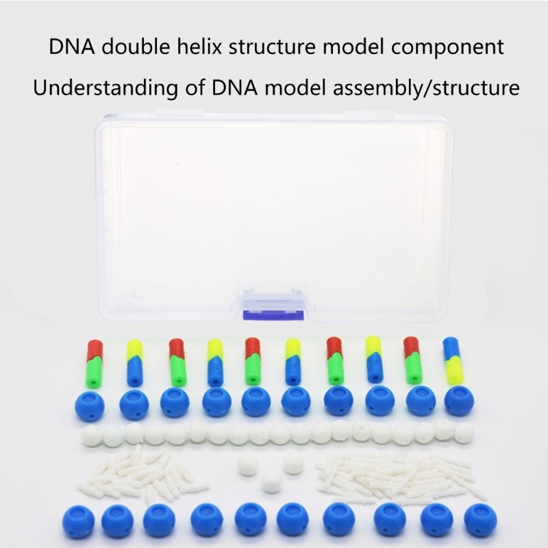 Double Helix DNA Models Set DNA Genetic Structure Models for Teaching