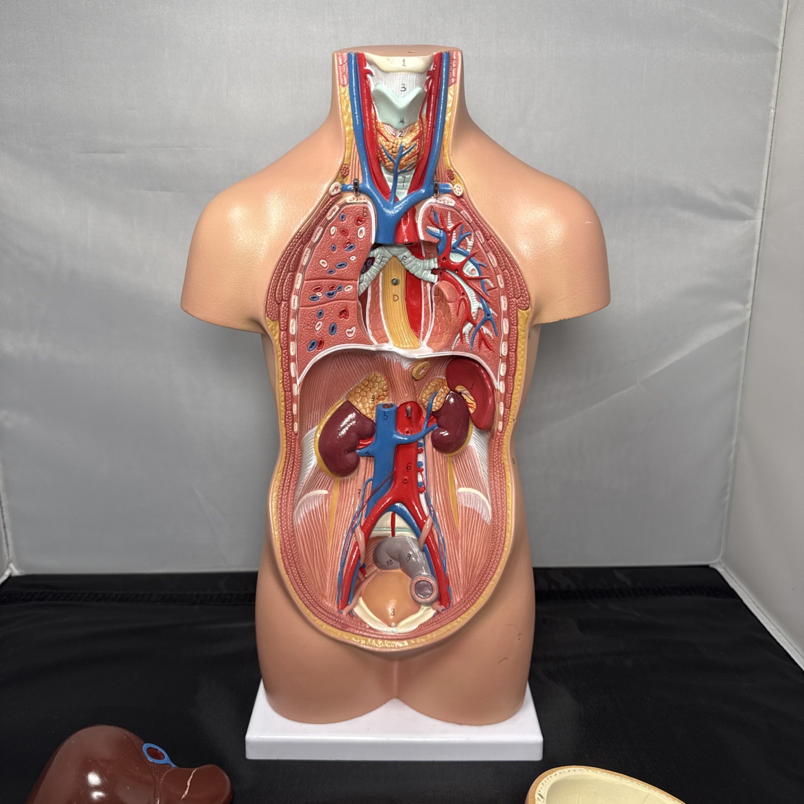 Scientific Anatomy Mini Human Torso 19” Removable Pcs