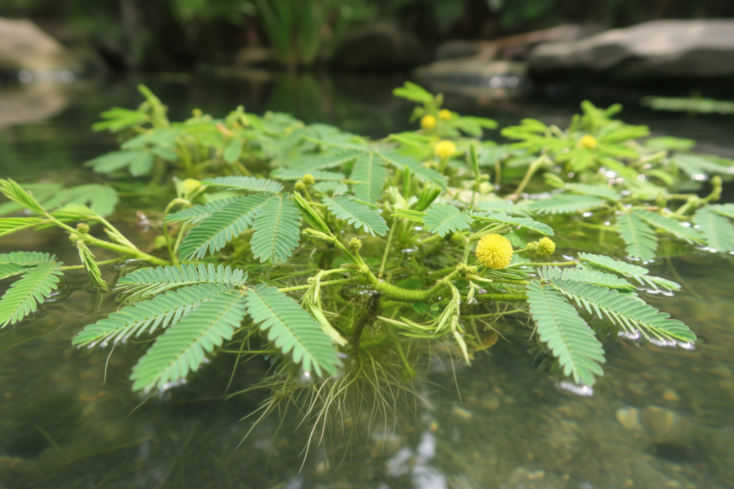 Water Mimosa