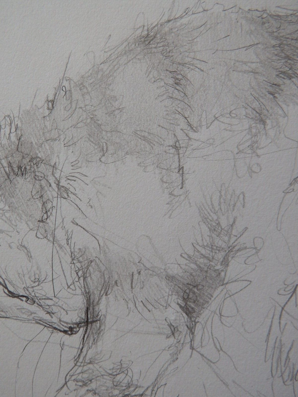 Pencil drawing cat curled sleeping