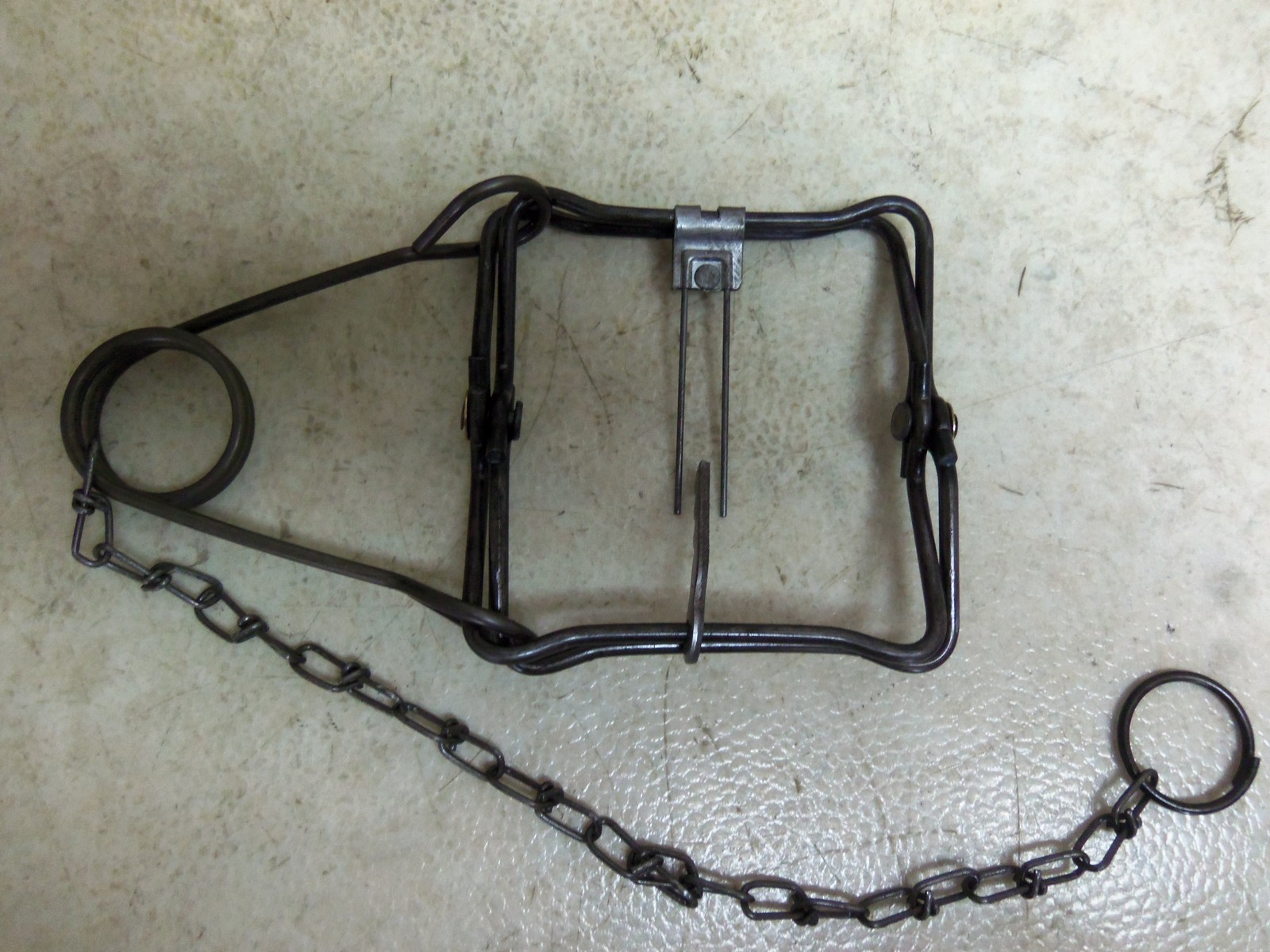 1   Duke 110  Body Grip Trap Trapping  Muskrat  Mink Squirrel Weasel 0400