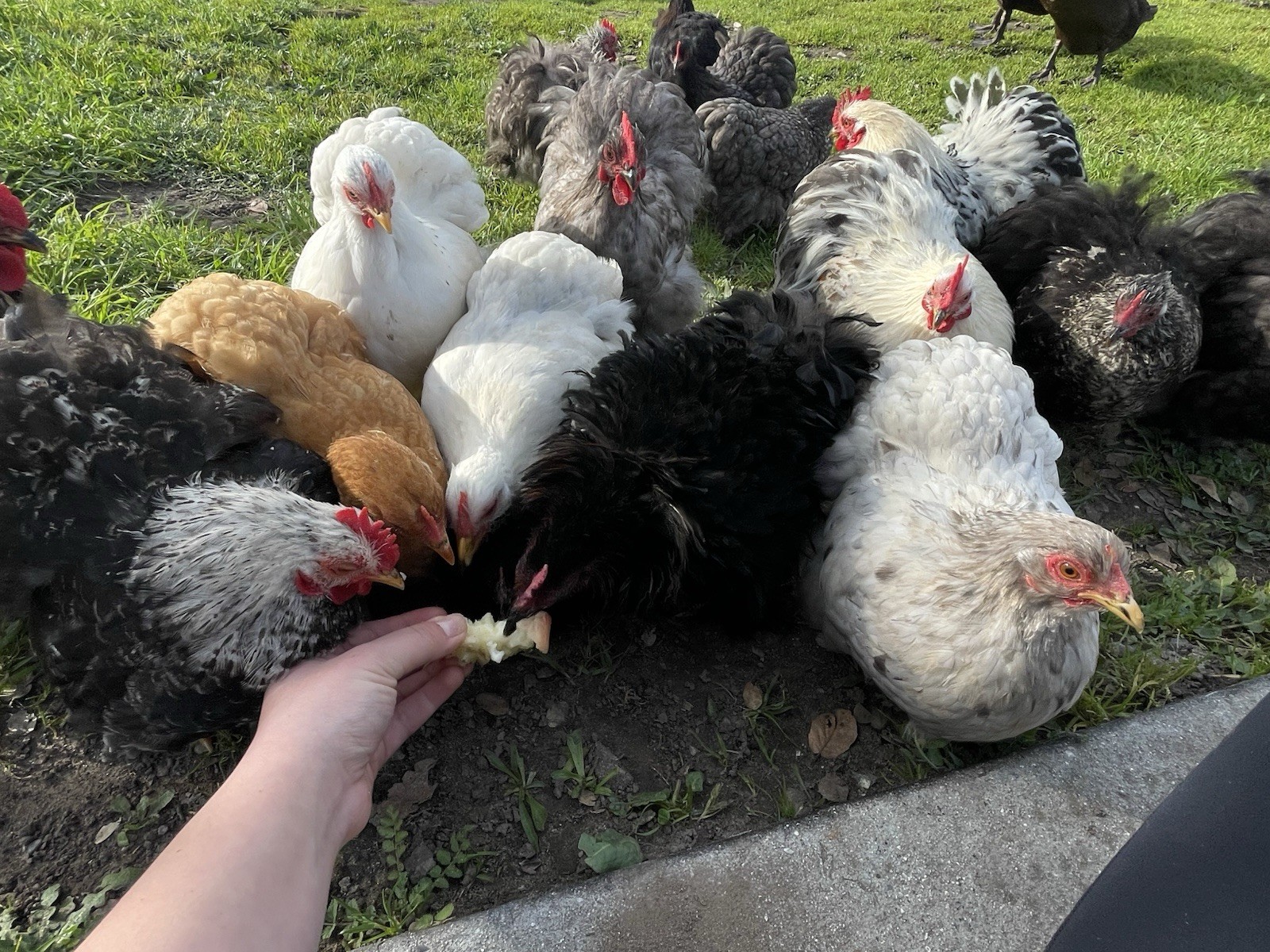 Bantam Cochin Hatching Eggs