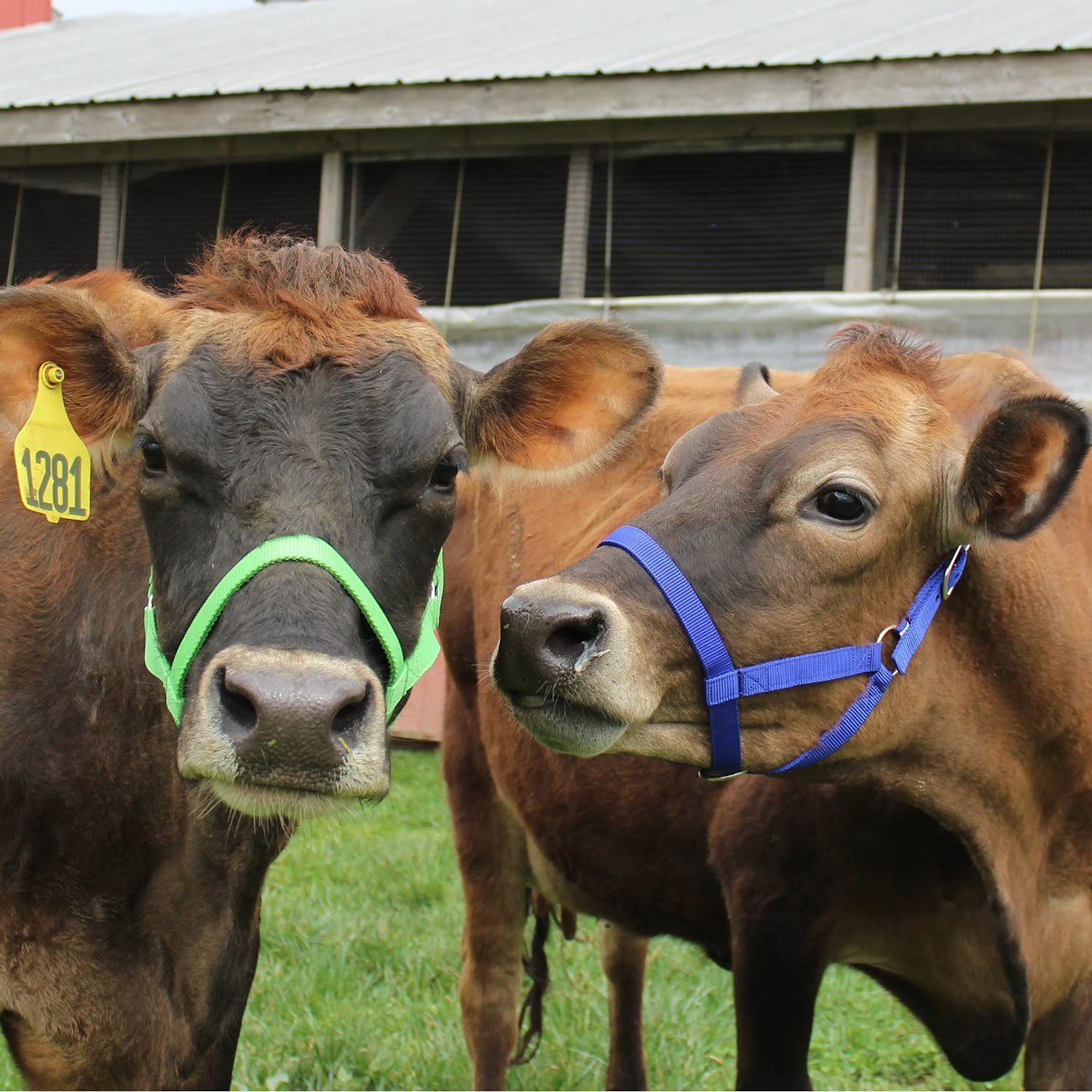 Durable Adjustable Nylon Cattle Halter Large 800 1400Lbs Multiple Colors