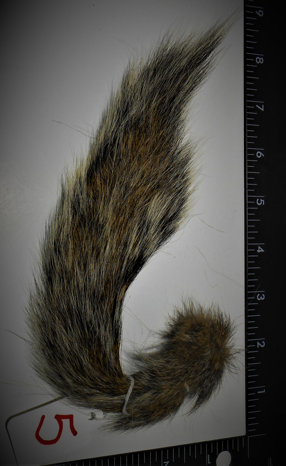 Colonel Beauxs Premium Select "JUMBO" eastern gray squirrel, 9.95 free shipping!