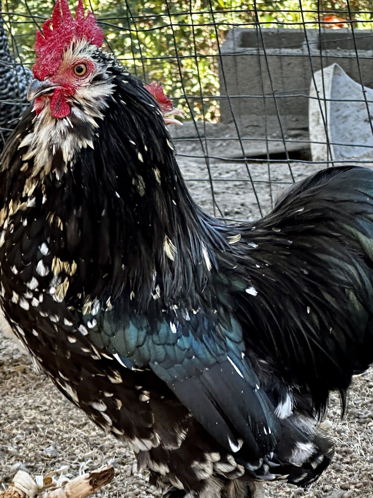 6+ Bantam Cochin Hatching Eggs, Calico, Frizzle, Splash