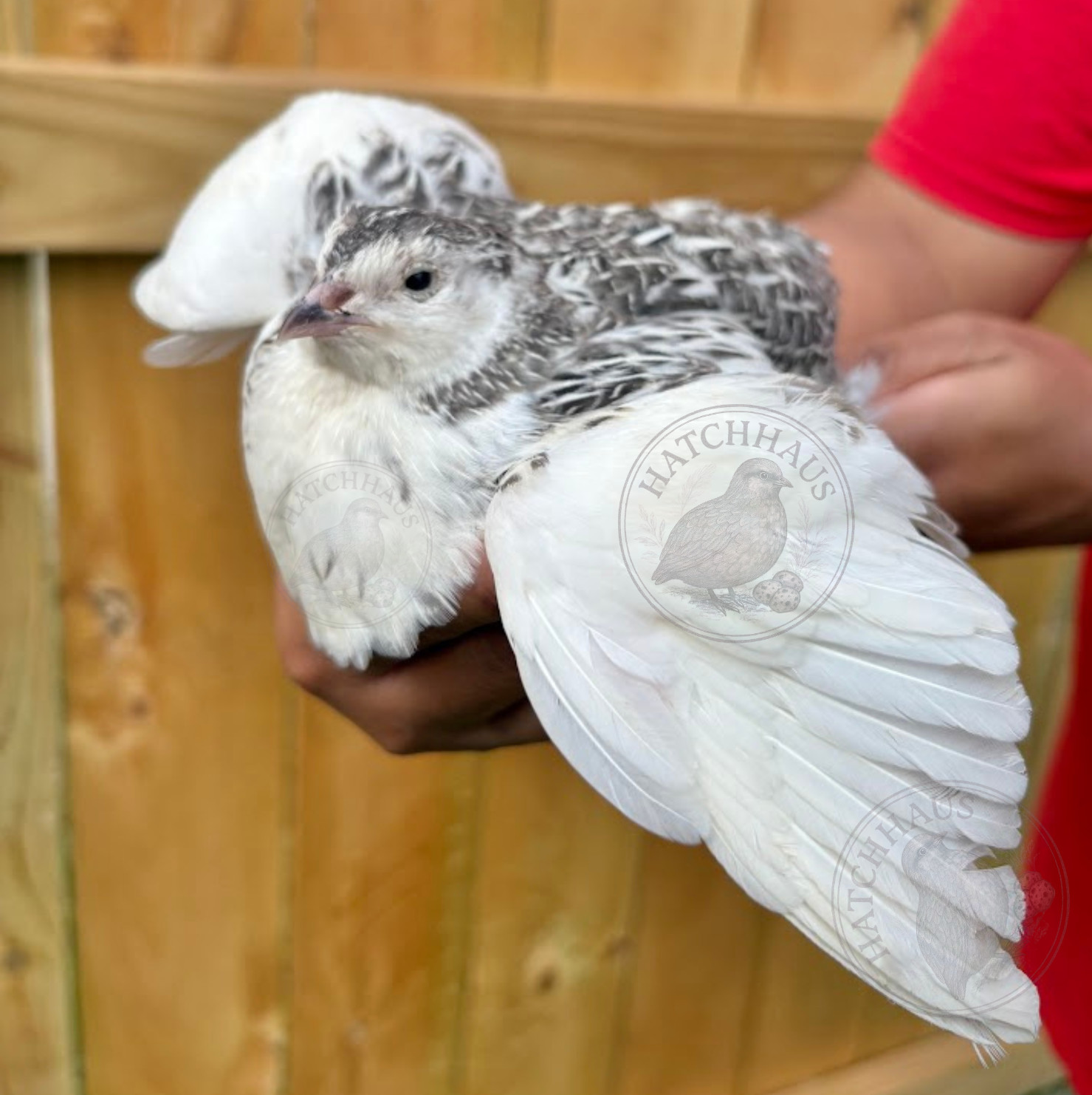 30+ RAINBOW RARE COLORS Coturnix Quail Hatching Eggs FREE SHIPPING