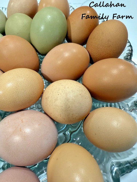 16++ Chicken Hatching Eggs ~Barnyard Mix~ Rainbow Egg Layers ~ Premium Breeds