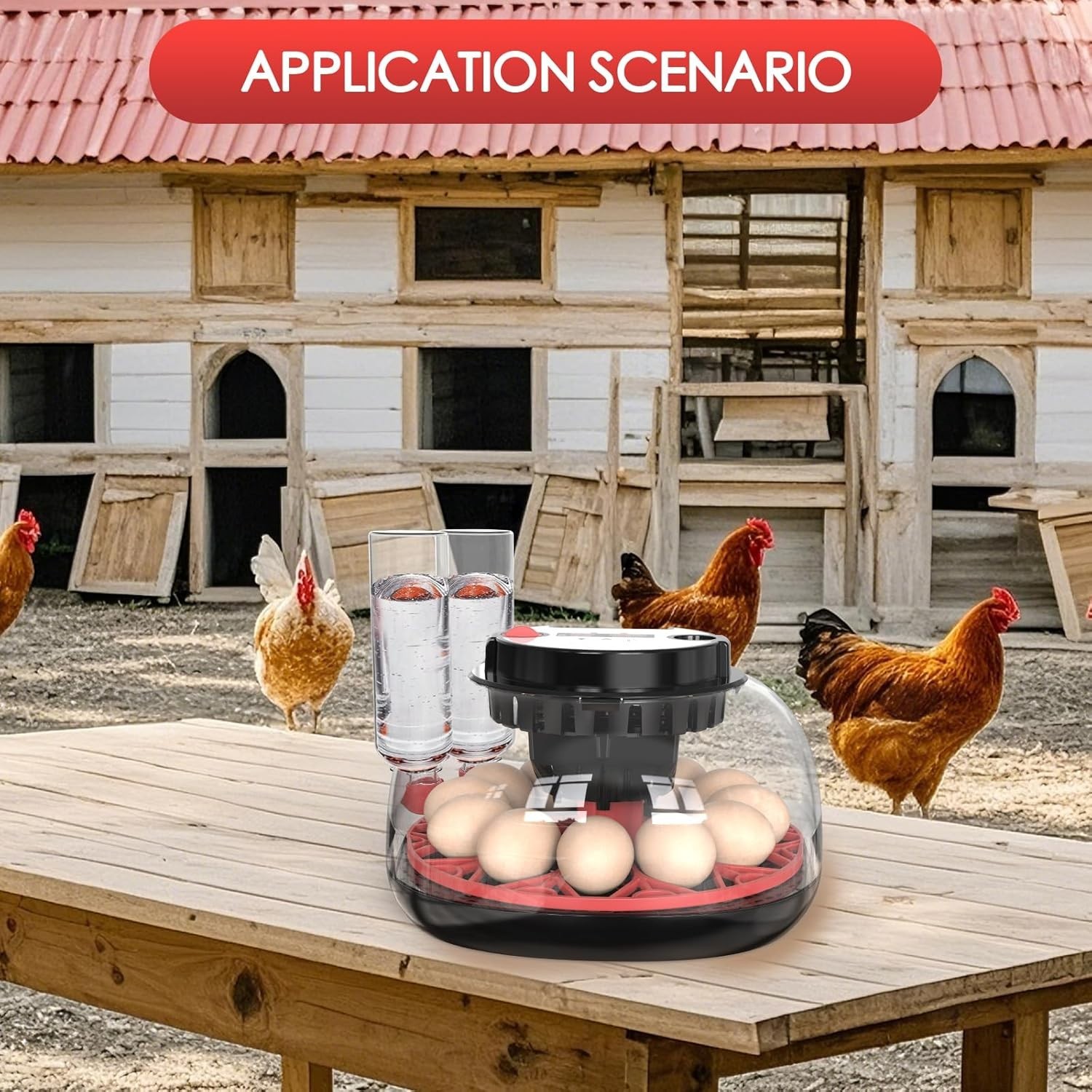 Automatic 12 egg incubator with temperature control function.