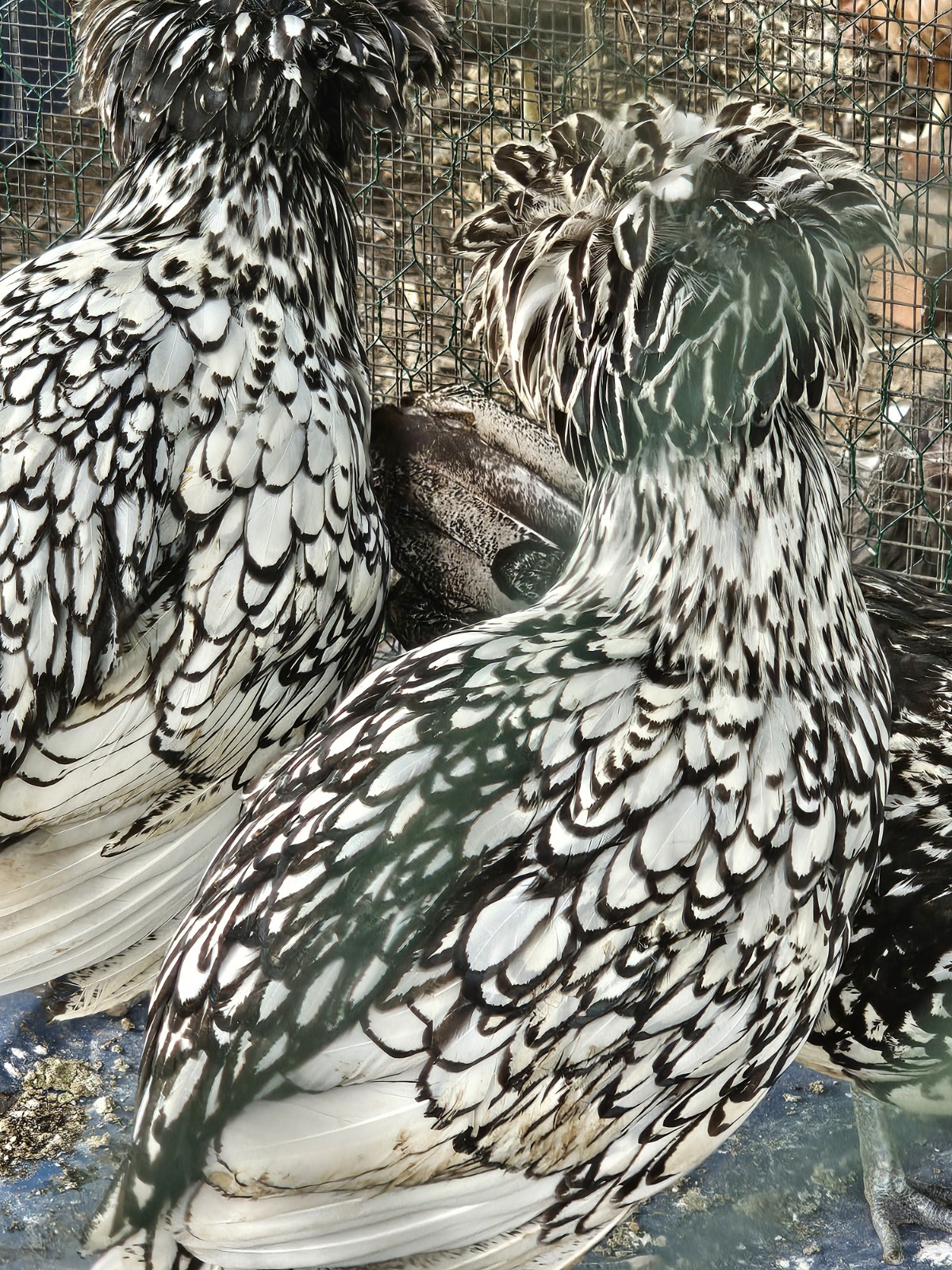 12+ bantam/easter egger cross, possible purebreeds!!
