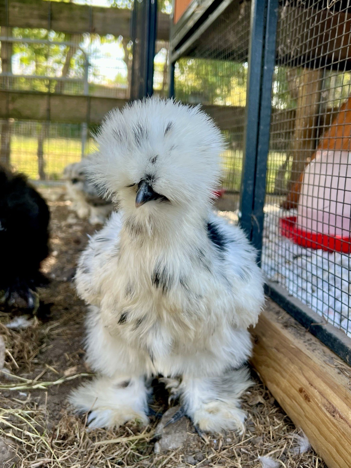 6+ Bearded Paint Silkie Hatching Eggs NPIP Certified Flock