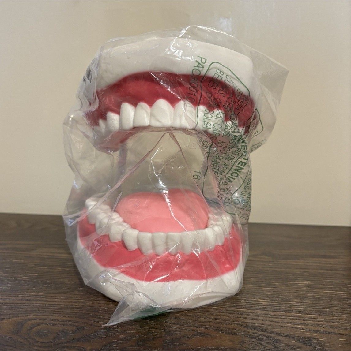 Enlarged Dental Anatomical Model for Dentistry Dental Laboratory