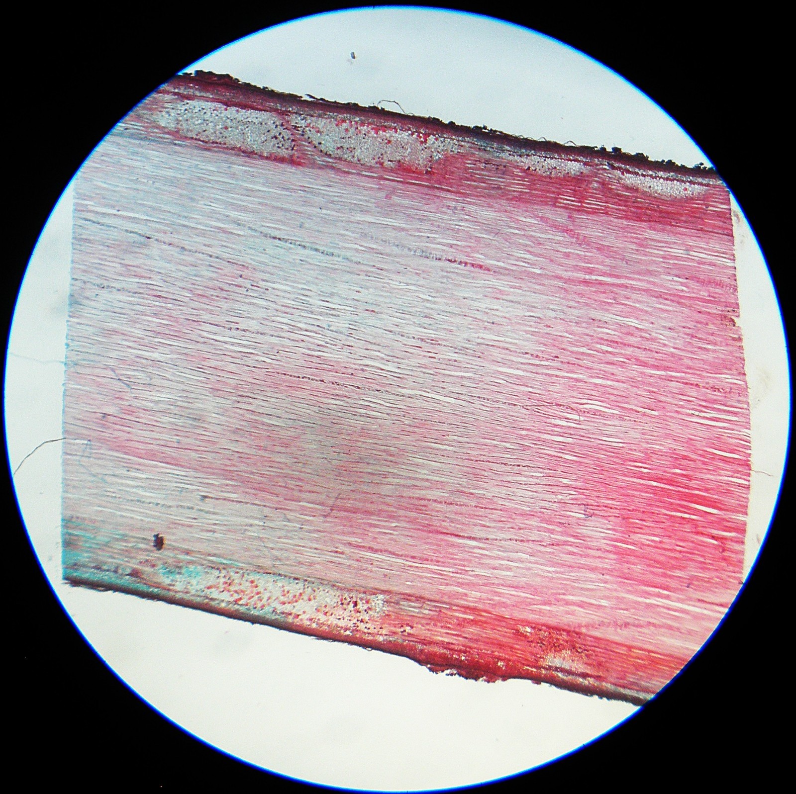 3 Vintage Microscope Slide. Mycena Cap, Ranunculus Flower Bud, Lime Stem