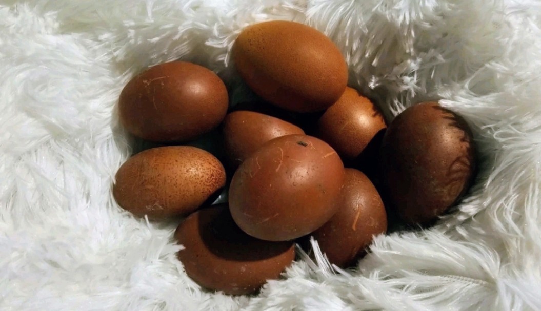 Hatching Maran Eggs 8 (Splash, Blue And Black Copper