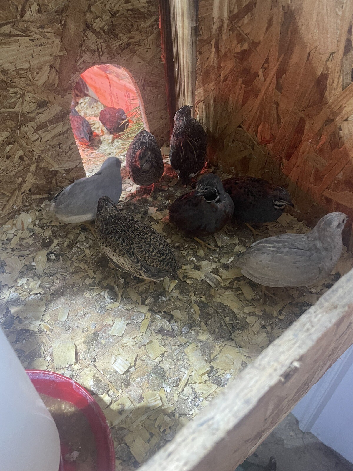 12 Fertile Button Quail Hatching Eggs