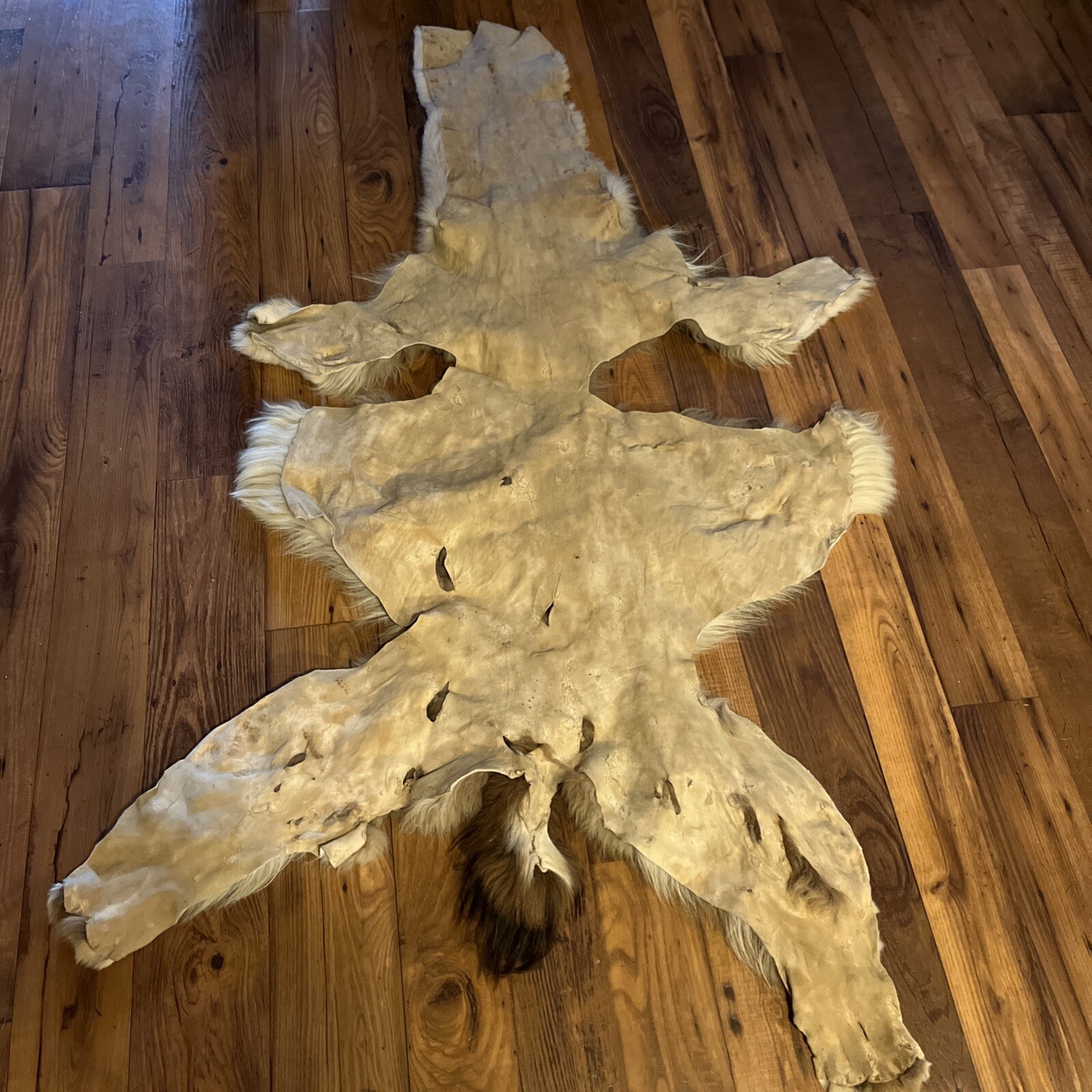 Alpaca Hide
