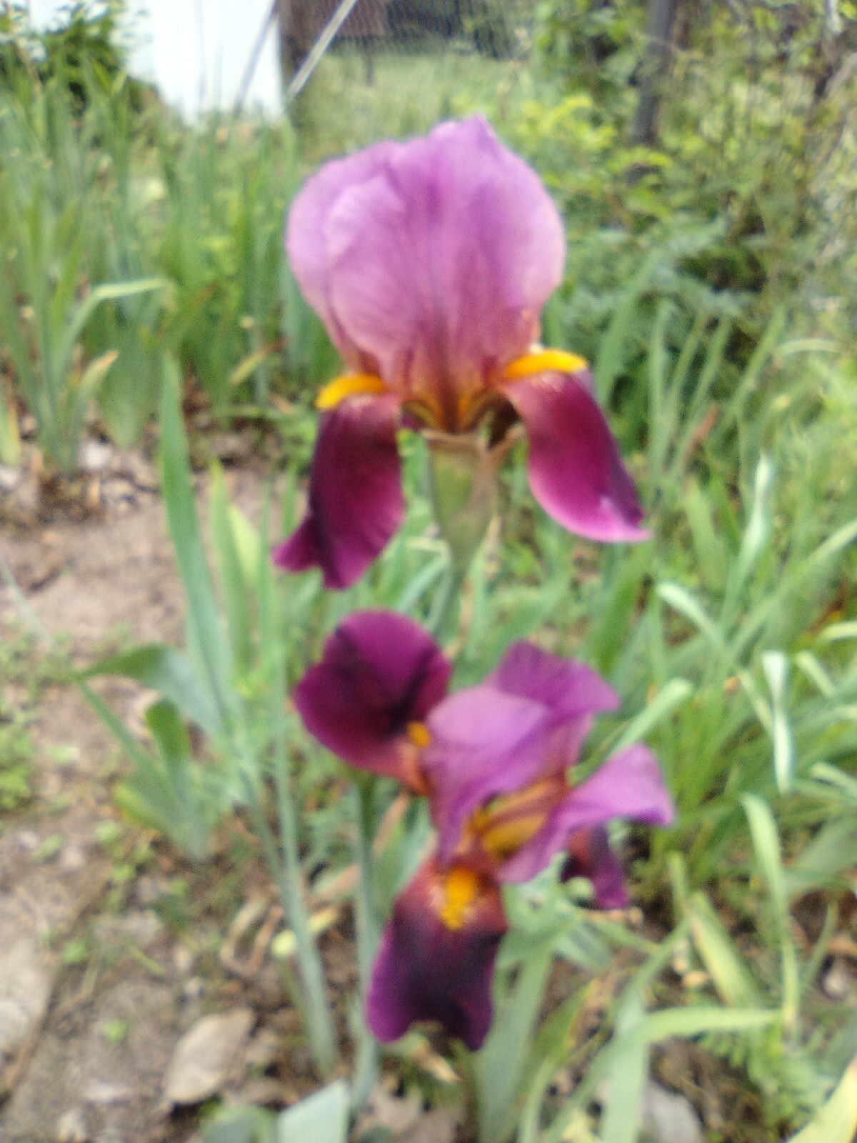 20x MIXED VARIETIES/COLORS BEARDED IRIS BULBS RHIZOMES