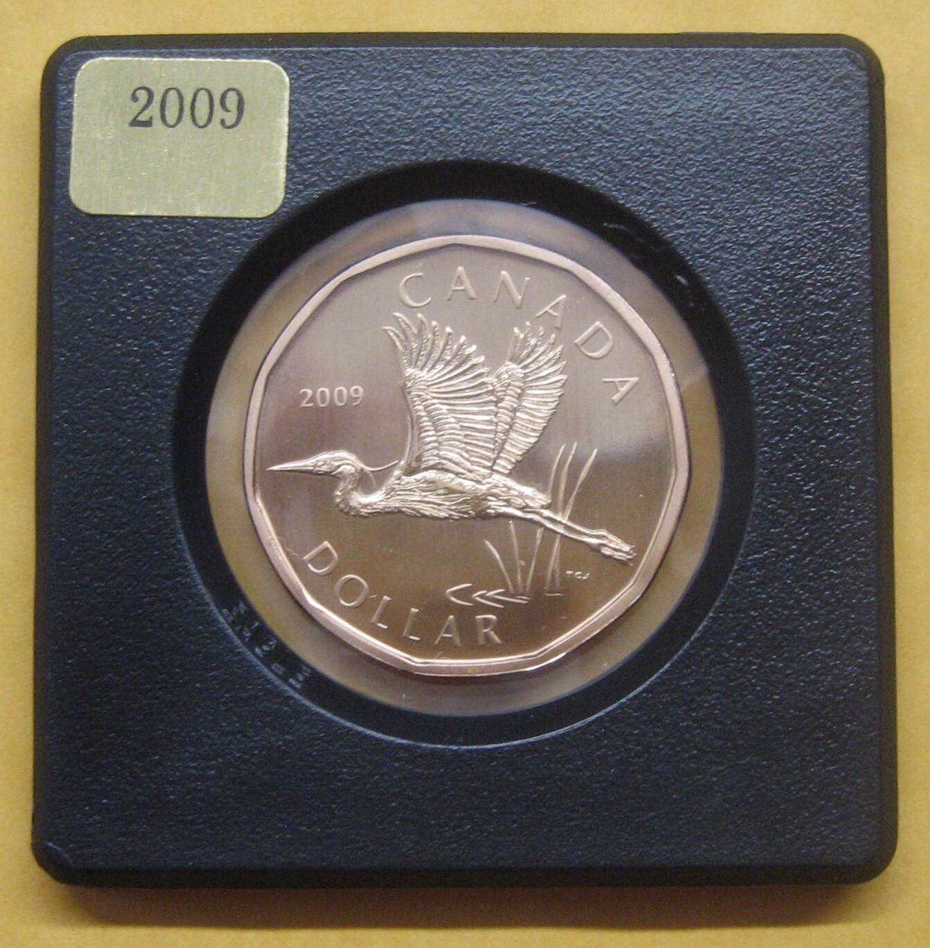 2009(M) Great Blue Heron Loonie Specimen Take a Look