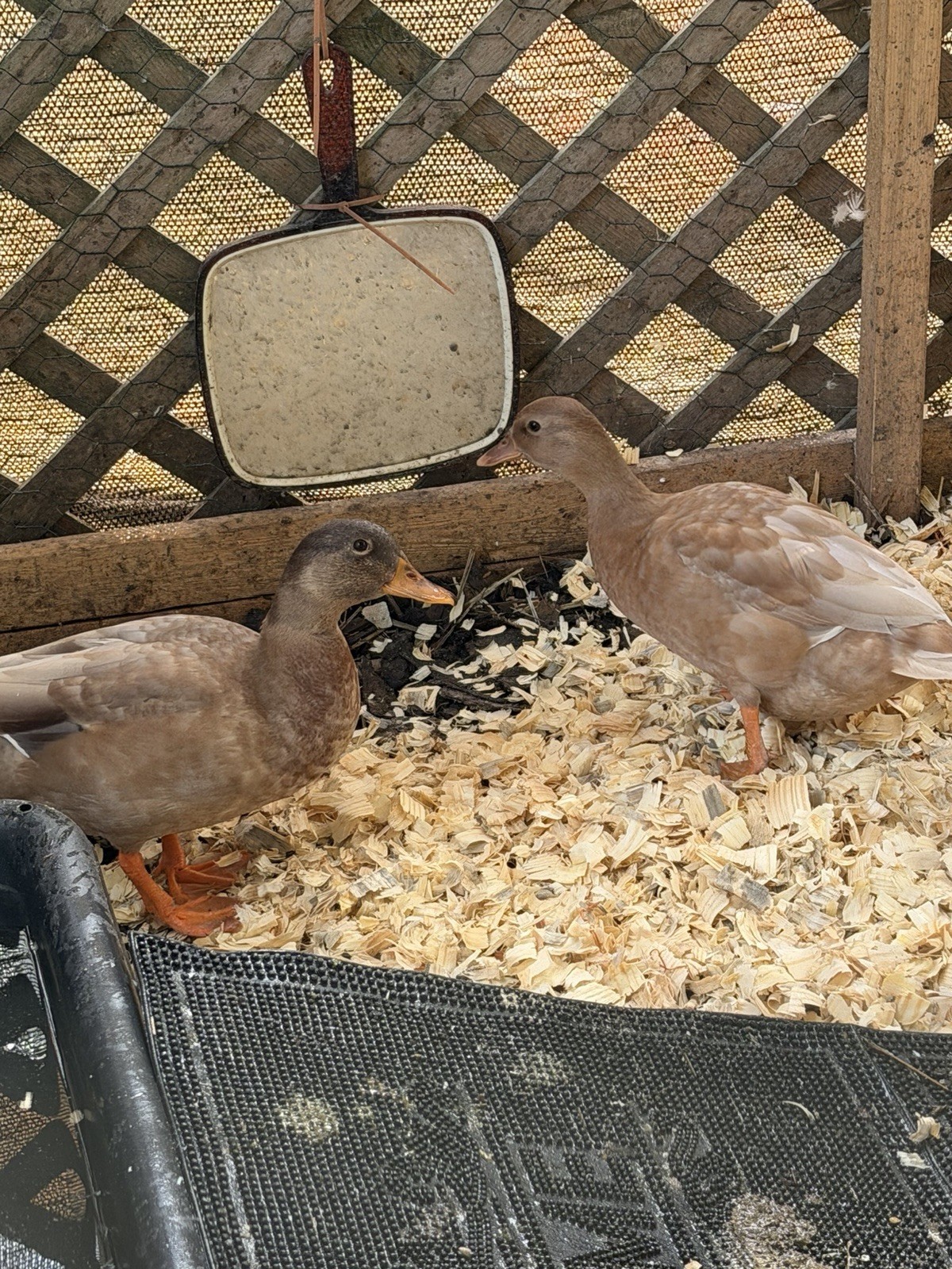 6 BUFF Call Duck Eggs- Shipped Fresh & Quickly With Care