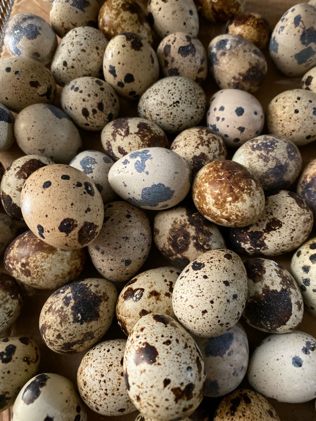 Twenty + Mix Pearl & Pansy Fee Coturnix Quail Hatching Eggs (20+ EGGS)