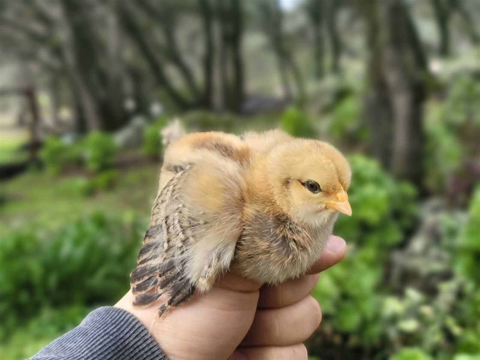44 Fresh Fertile Chicken Hatching Eggs