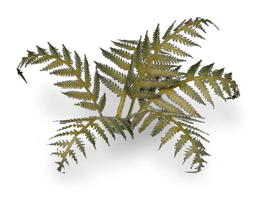 Gamers Grass: Laser Plants - Bracken
