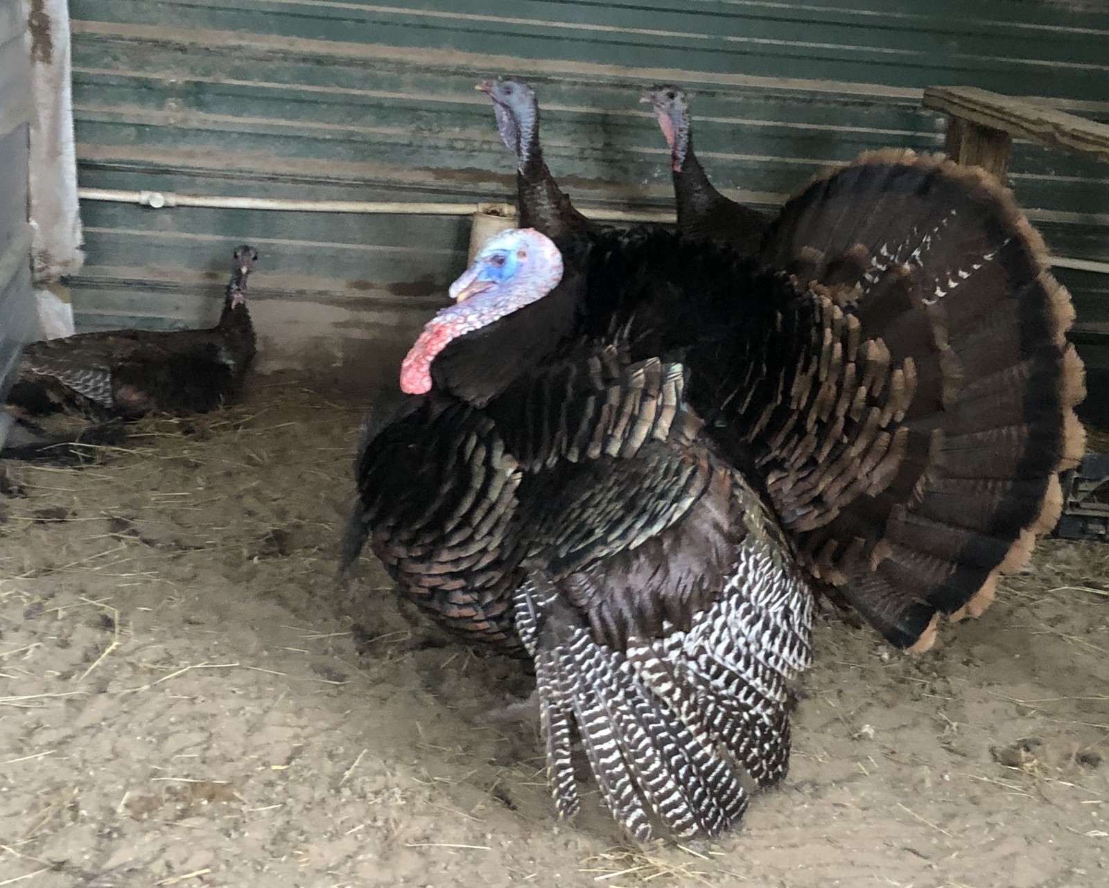 Turkey Hatching Eggs (One Dozen)