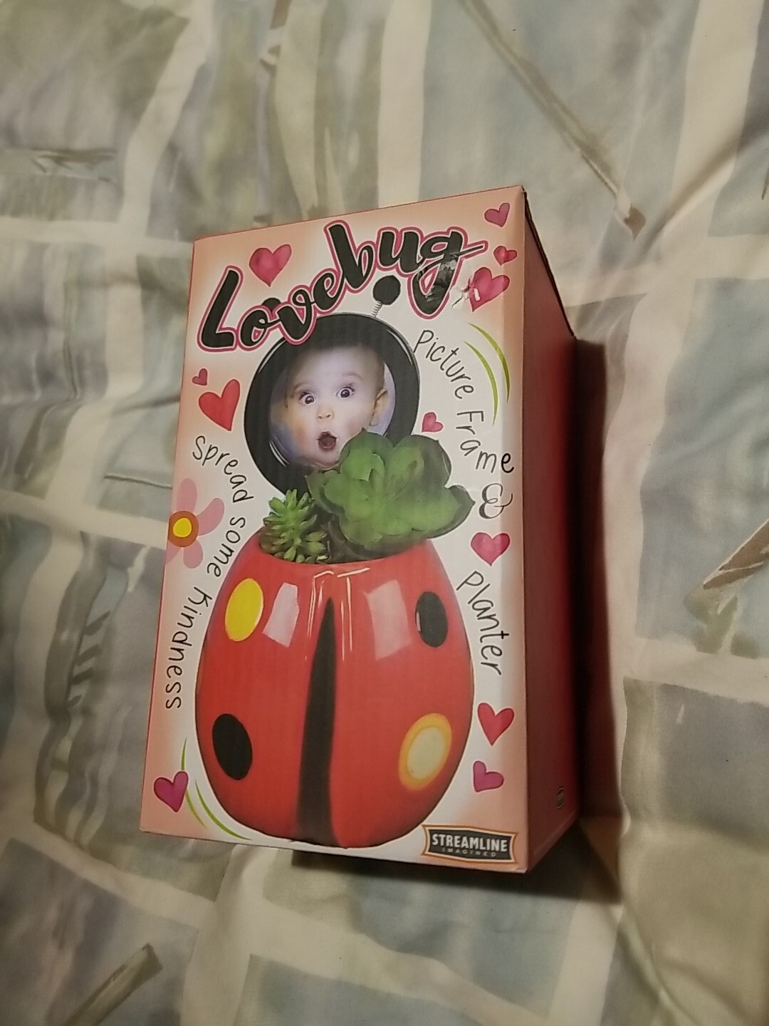 Love Bug Succulents Planter Red Heart
