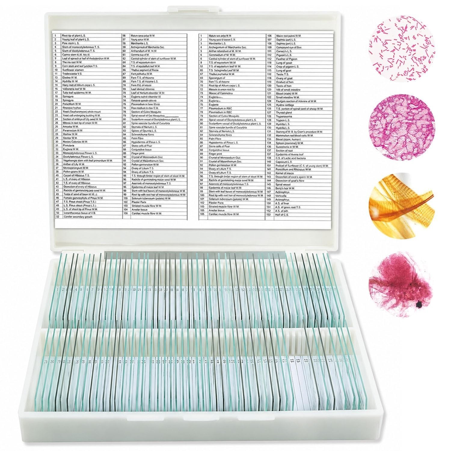 Microscope Slides, 100 Pcs Prepared Microscope Slides with Specimens for Kids...