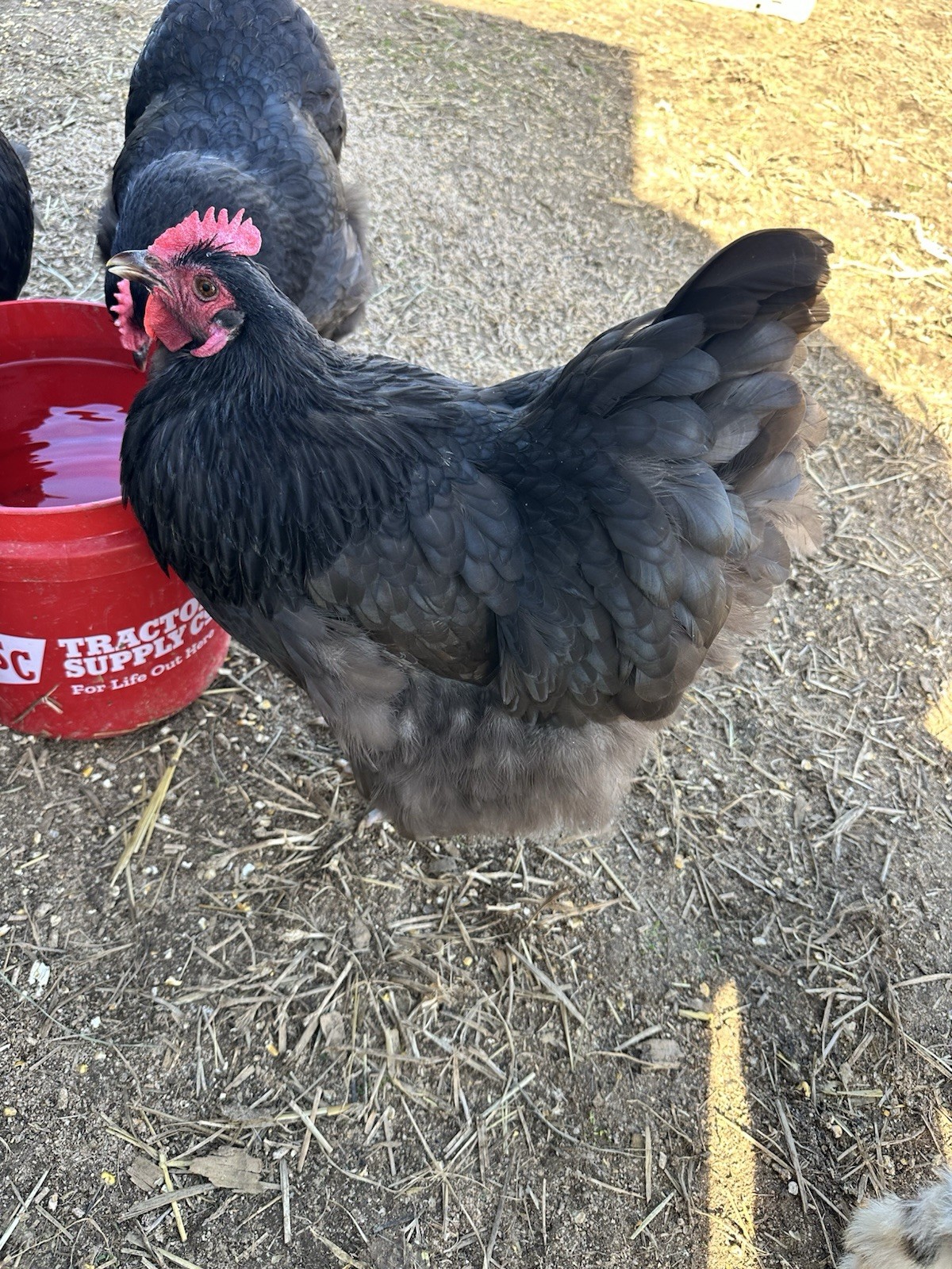 English Chocolate Orpington Hatching Eggs 12+