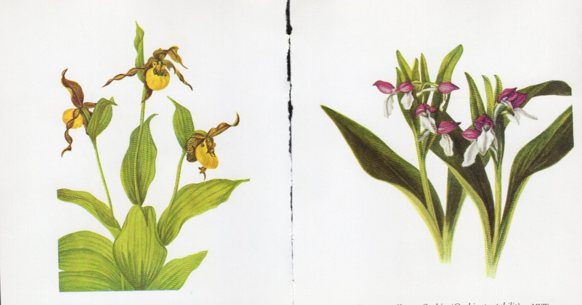 Tiny Junk Journal Florals The Clintonia - Queen's Cup etc, 2 Illustrations