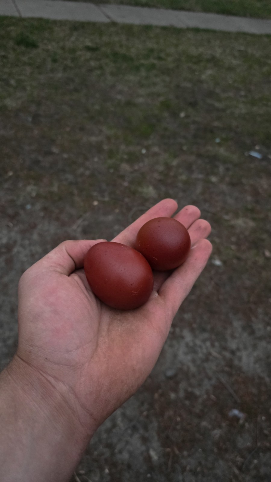12+ Barnyard Mix Fresh Fertile Hatching Eggs FREE RANGE