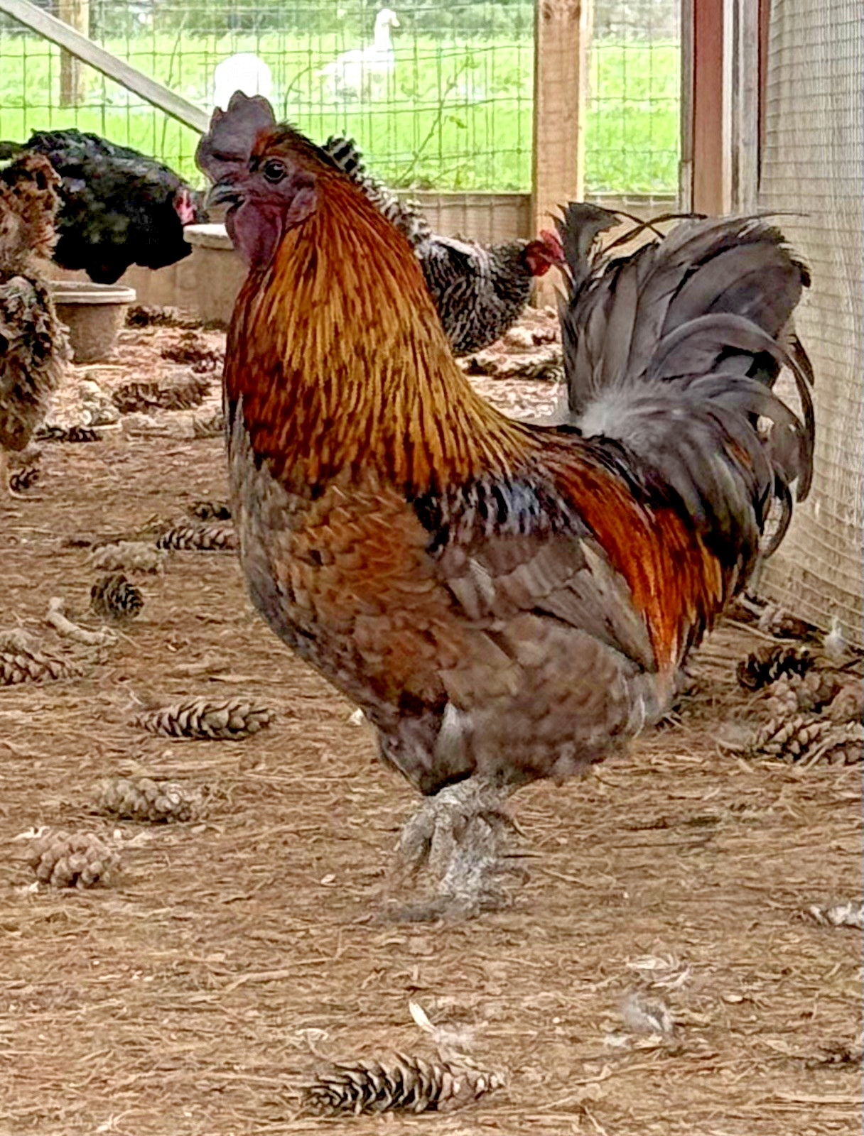 8++ Chicken Hatching Eggs ~Barnyard Mix~ Rainbow Egg Layers ~ Premium Breeds
