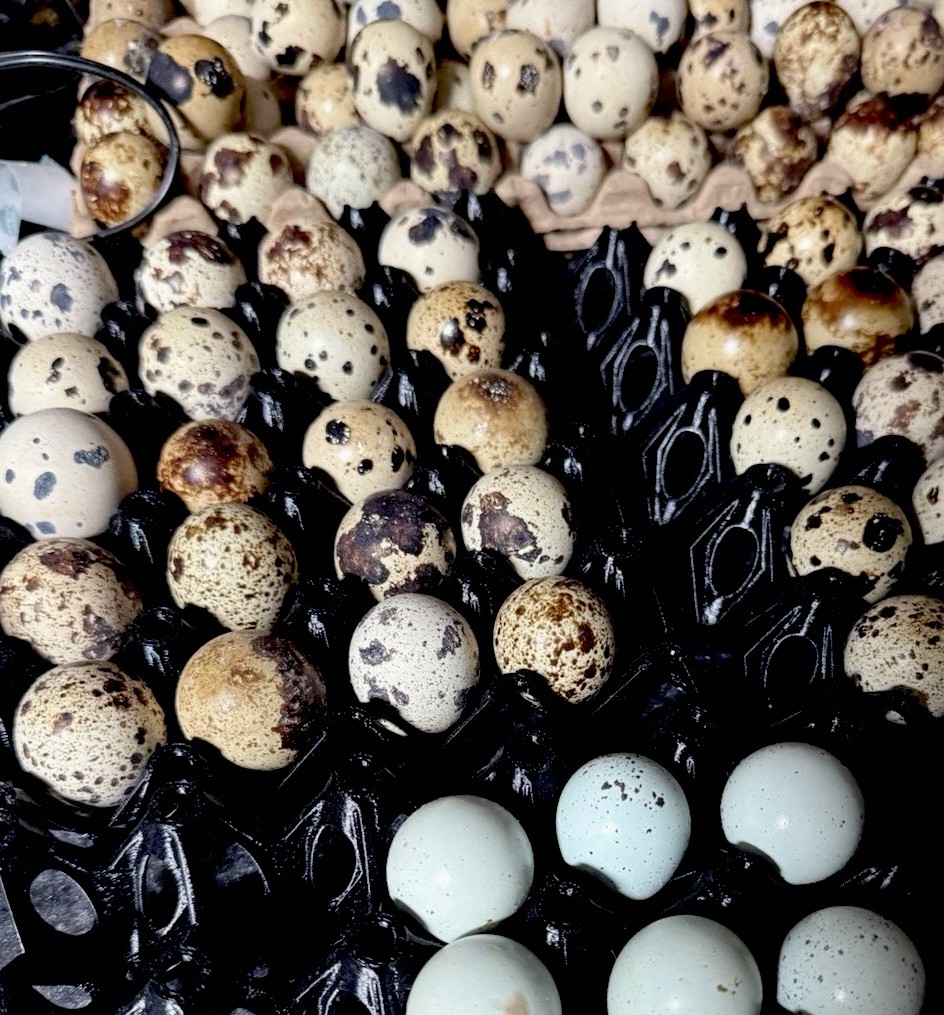 30 Rare Colors -Jumbo Coturnix Quail hatching eggs