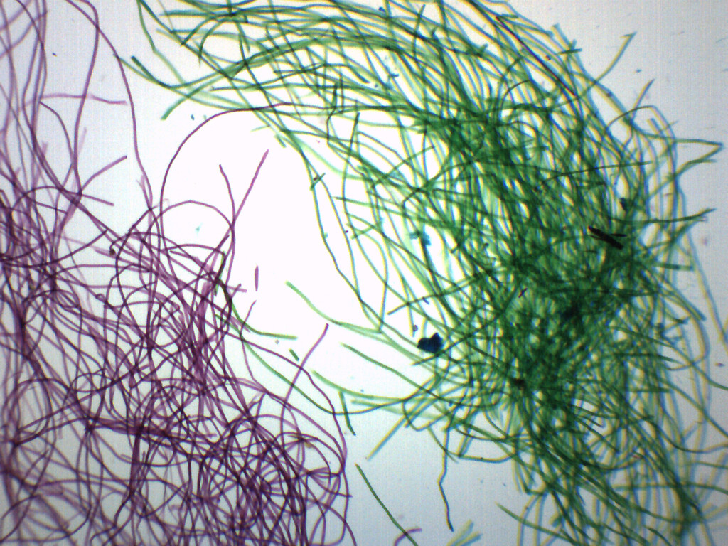 Silk Textile Fibers - WM - Prepared Slide - 75x25mm - Eisco Labs