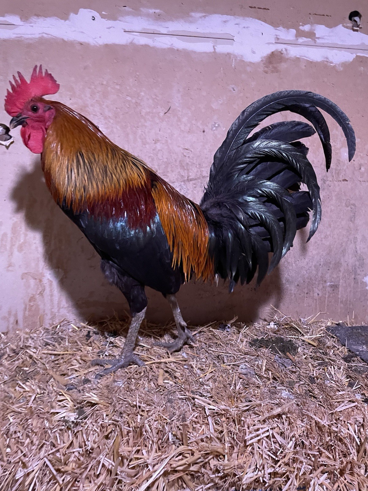 6+ Chicken Hatching Eggs