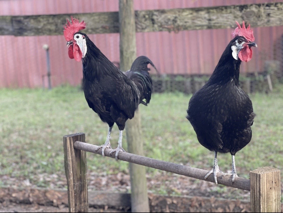 White Faced Black Spanish Hatching Eggs 6+ LF NPIP Certified