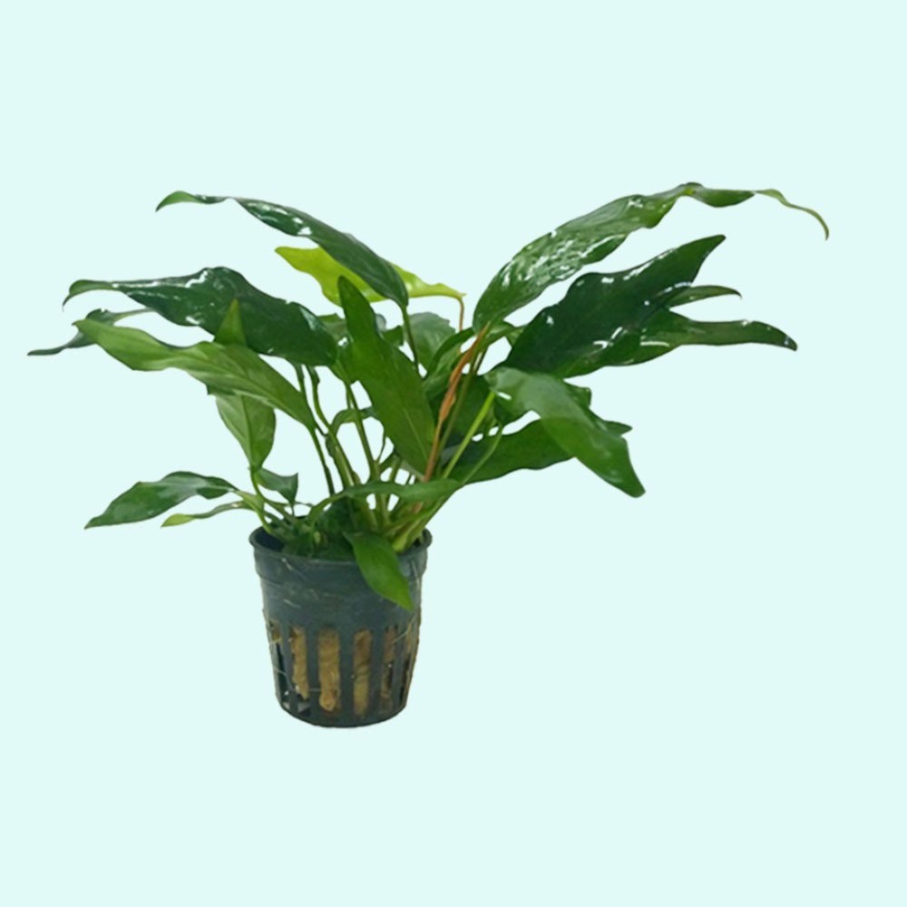 Anubias Minima Bare Root Size: In 2 Inch Pot Live Aquarium Plants