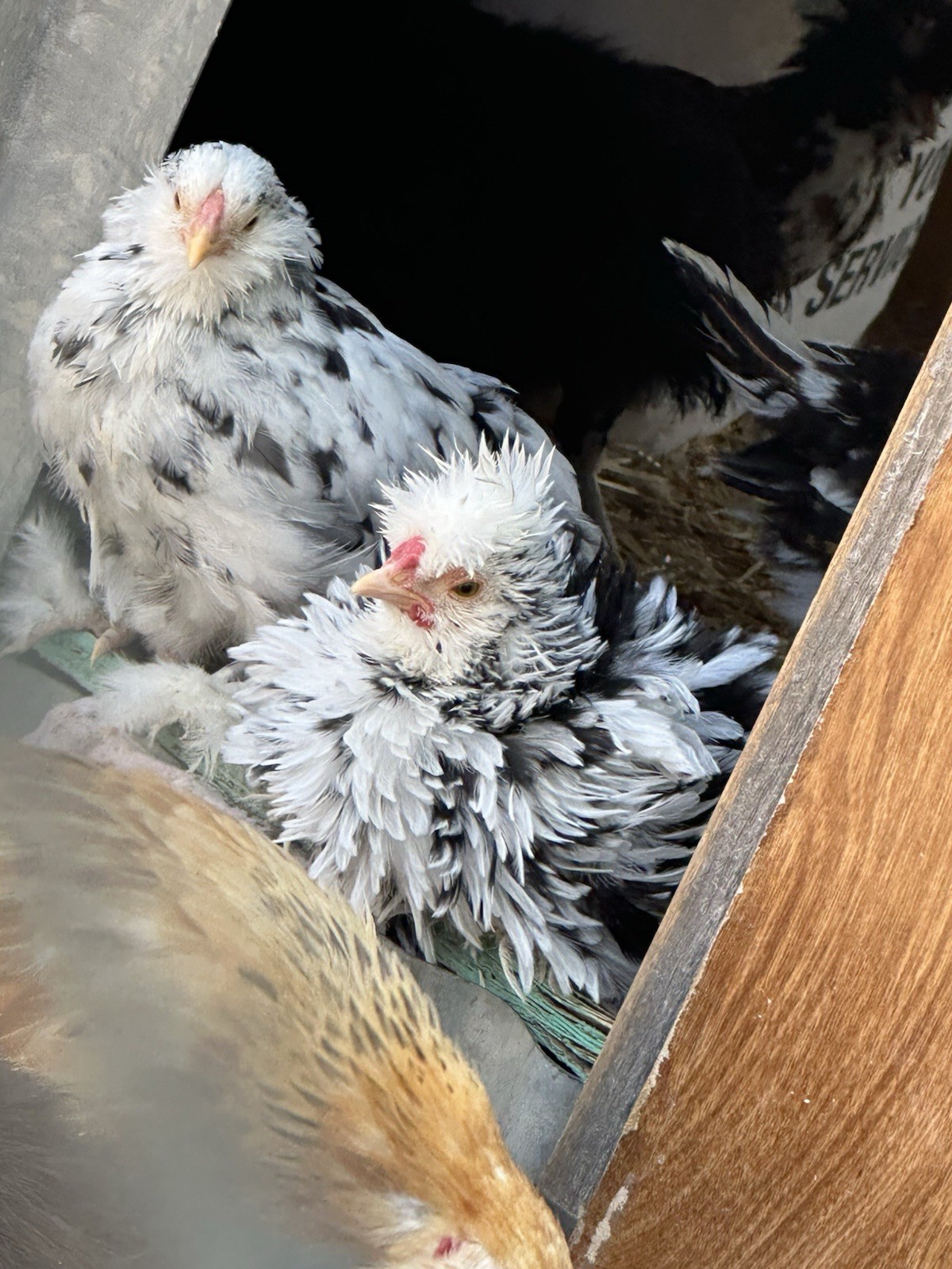 Silkie Hatching Eggs Over Half The Coop Is FRIZZLE