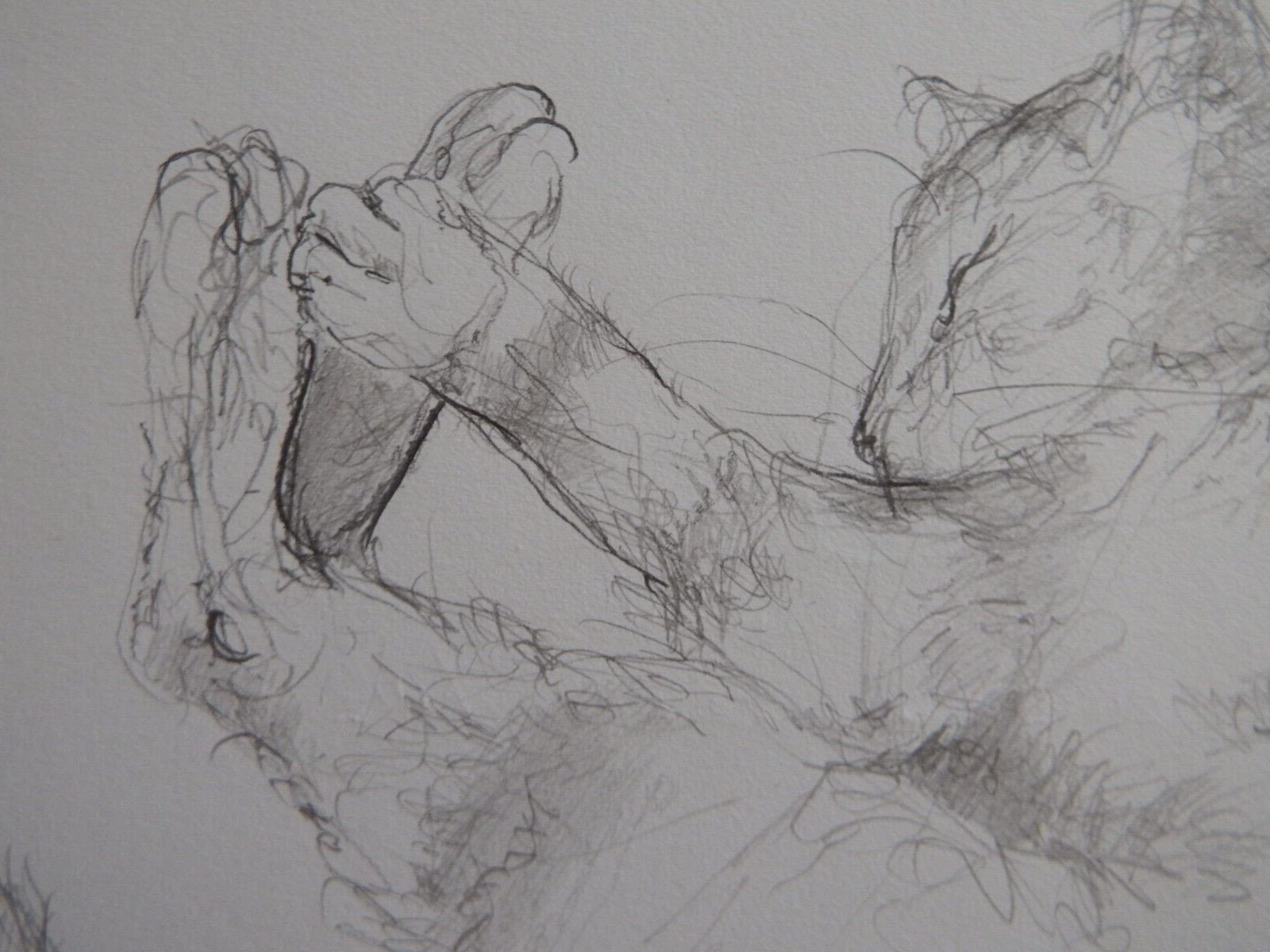 Pencil drawing cat curled sleeping